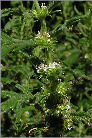 Lycopus exaltatus / Erba-sega maggiore